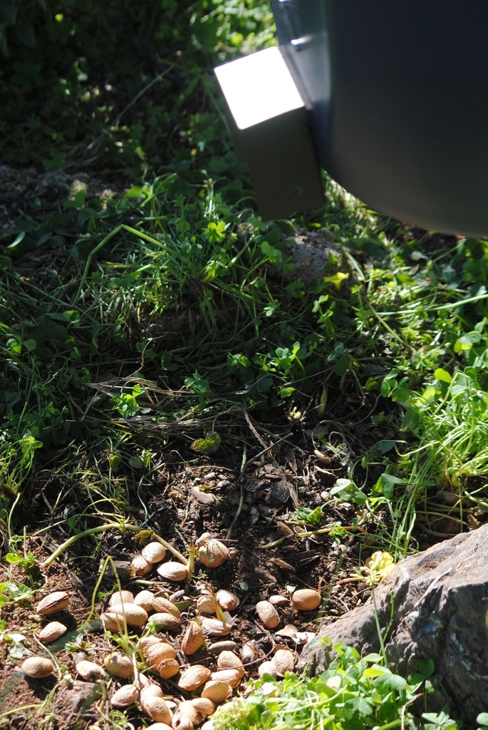 BSF YIMI - Dispensador Trampilla Almendras y Bellotas
