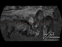 PARD Night Stalker 4K EX - Visor Nocturno 