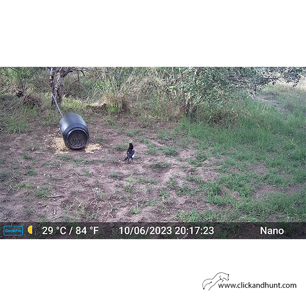 Comedero de Suelo para Jabalí